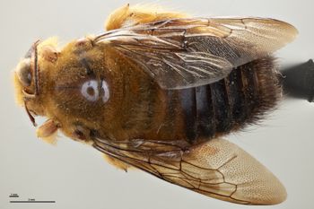 Media type: image;   Entomology 816425 Aspect: habitus dorsal view
